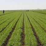 اجرای طرح کاداستر در بیش از هشت هزار از اراضی ملی بندر خمیر