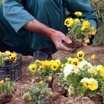 کاشت گلهای فصلی از نیمه شهریور در بندرعباس آغاز می شود